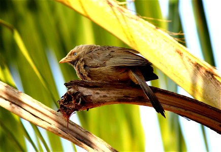 Yellow Billed Babbler