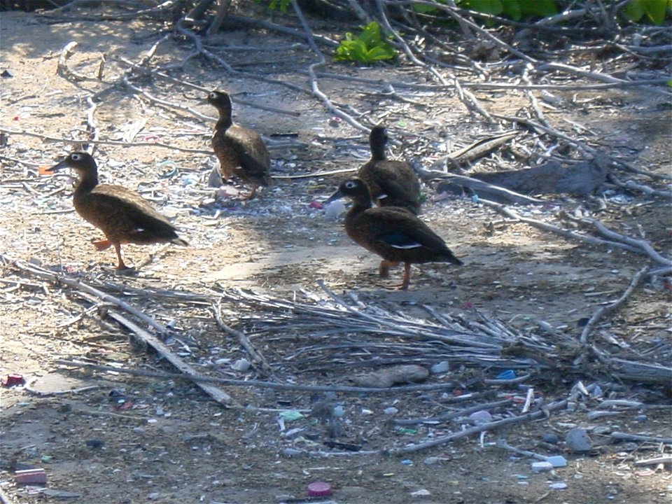 Laysan Ducks Anas laysanensis. Hawaii, Laysan Island, NW Hawaiian Islands.