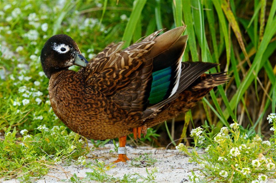 Male Laysan duck on Midway Atoll National Wildlife Refuge  Photo by: E.J. Peiker/Nature Photographer accompanied by USGS Biologist Michelle Reynolds