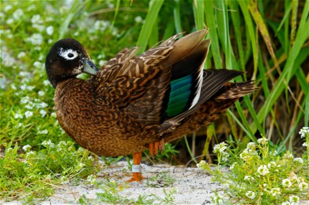 Male Laysan duck on Midway Atoll National Wildlife Refuge  Photo by: E.J. Peiker/Nature Photographer accompanied by USGS Biologist Michelle Reynolds