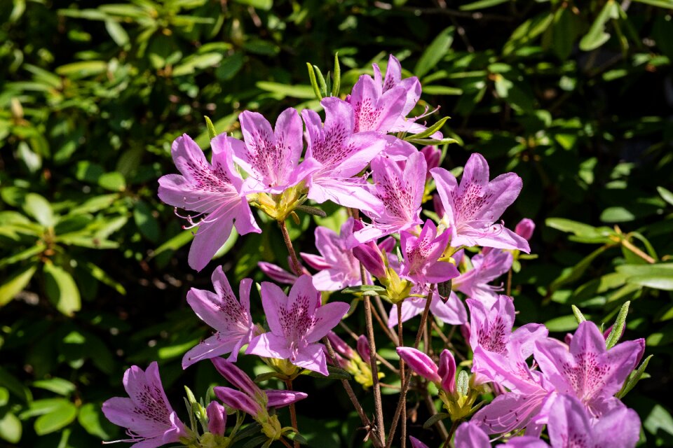 Flower spring garden photo