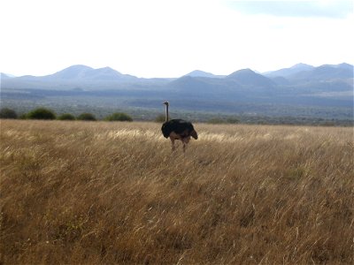 Struthio camelus massaicus (Masai Ostrich) male in Tsavo West National Park, Kenya. The S. c. massaicus subspecies can be identified by the pink neck on individuals, and the male sex by the black feat photo