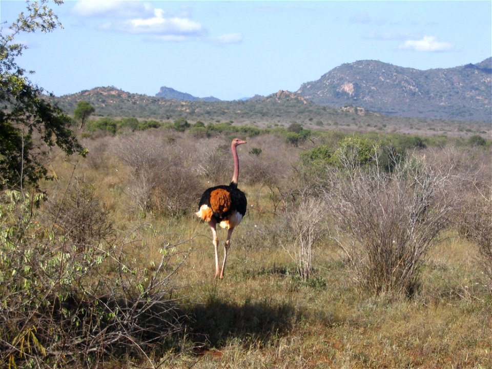 Struthio camelus massaicus (Masai Ostrich) male in Tsavo West National Park, Kenya. The S. c. massaicus subspecies can be identified by the pink neck of individuals, and the male sex by the black feat