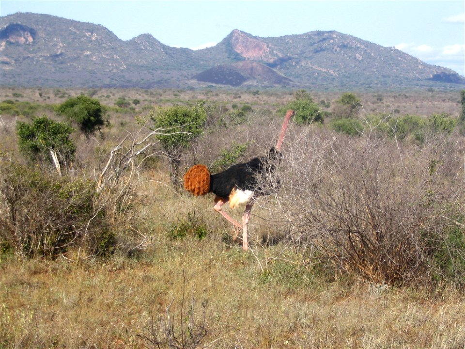 Struthio camelus massaicus (Masai Ostrich) male in Tsavo West National Park, Kenya. The S. c. massaicus subspecies can be identified by the pink neck of individuals, and the male sex by the black feat