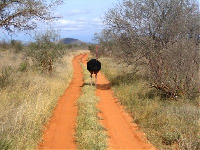 Struthio camelus massaicus (Masai Ostrich) male on a dirt road in Tsavo West National Park, Kenya. The S. c. massaicus subspecies can be identified by the pink neck of individuals, and the male sex by photo