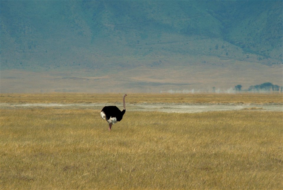 Ostrich (Male). Tanzania.