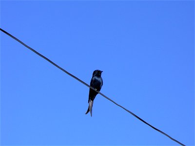 I am the originator of this photo. I hold the copyright. I release it to the public domain. This photo depicts a Fork-tailed Drongo (Dicrurus adsimilis).