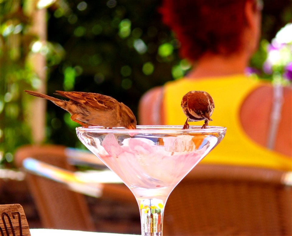 Italian Sparrows in Bolzano, northern Italy