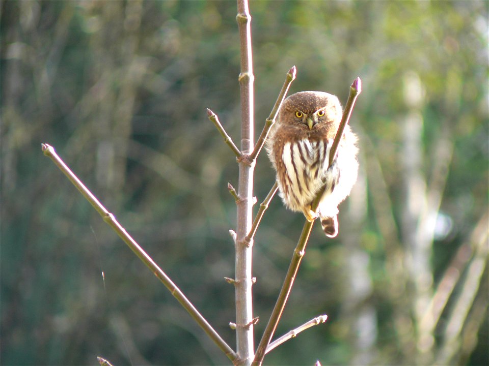 Northern pygmy owl