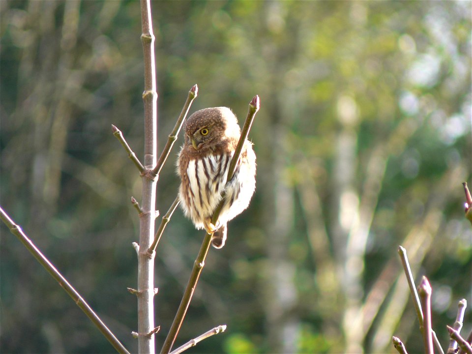 Northern pygmy owl