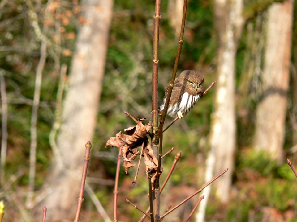 Northern pygmy owl