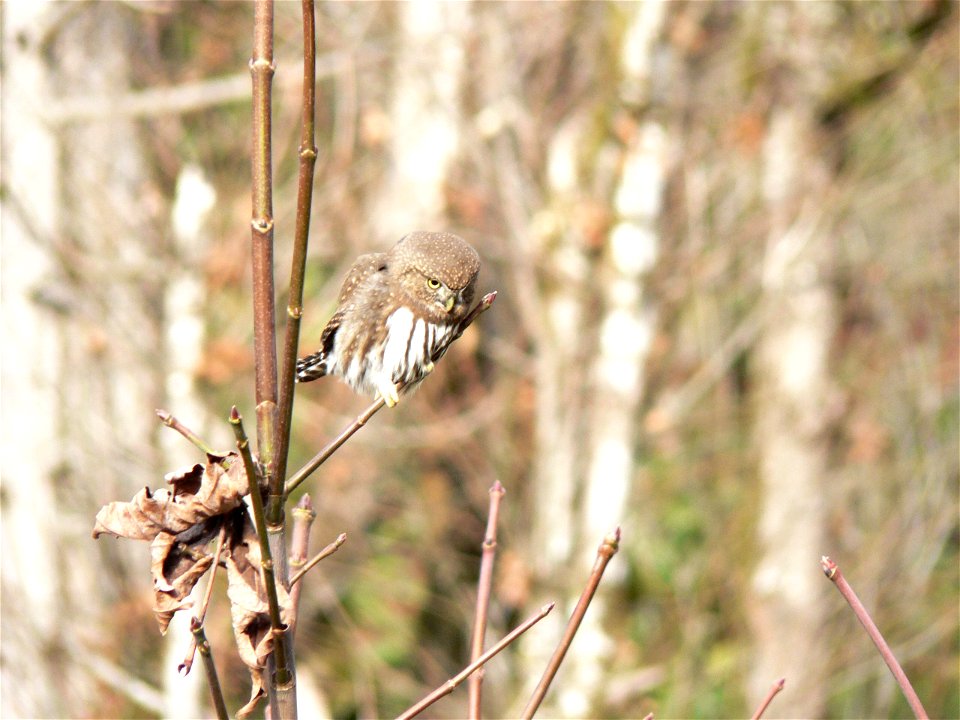 Northern pygmy owl