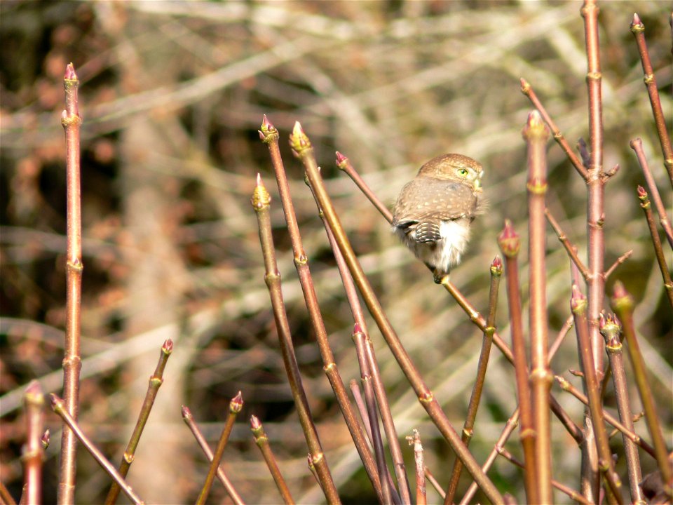 Northern pygmy owl