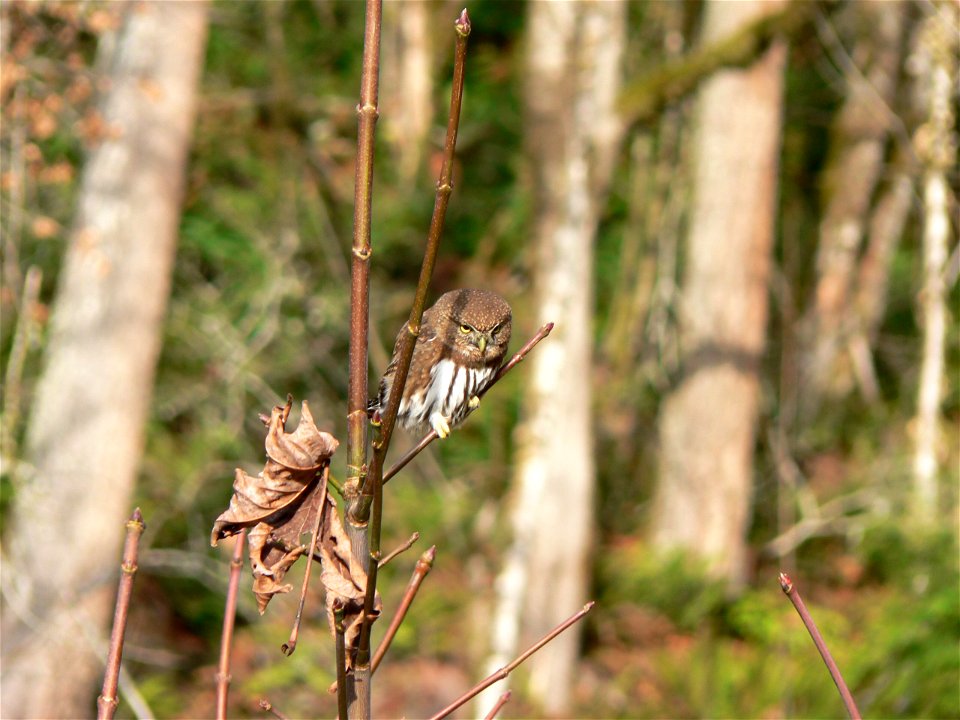 Northern pygmy owl