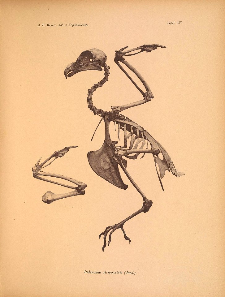 Ä. B, Meyer: Abb. v. Vogelskeletten. 
Tafel LV. 

Didunculus strigirostris (Jard,),