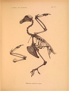 Ä. B, Meyer: Abb. v. Vogelskeletten. 
Tafel LV. 

Didunculus strigirostris (Jard,),