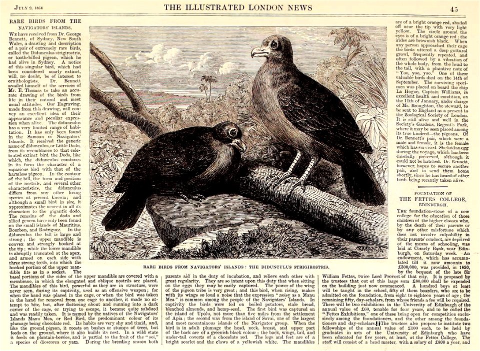 Rare Birds from Navigators' Island, the Didunculus Strigirostris. Illustration for The Illustrated London News, 9 July 1864.

Didunculus strigirostris