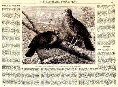 Rare Birds from Navigators' Island, the Didunculus Strigirostris. Illustration for The Illustrated London News, 9 July 1864.

Didunculus strigirostris