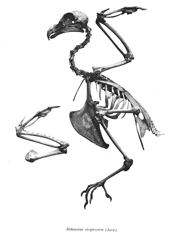 Didunculus strigirostris