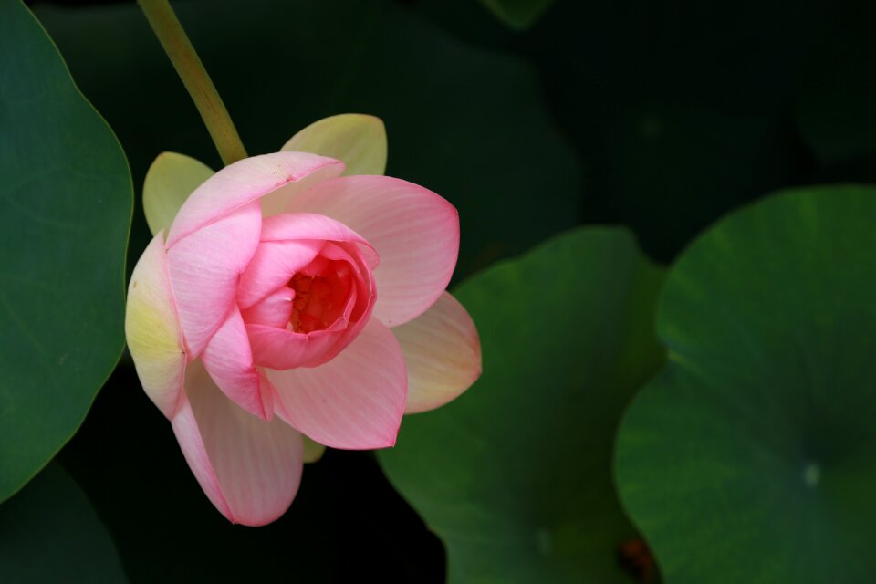 Nature flowers plants