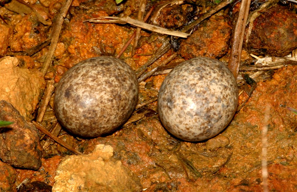 Two eggs of Chordeiles acutipennis. The lesser nighthawk (Chordeiles acutipennis) scrapes its shallow, stony nest on open ground and lays just two pebble-like eggs. Their breeding habitat is open coun