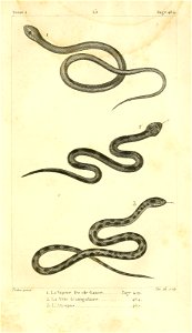 English:  
1. The Fer-de-lance (Bothrops lanceolatus)
2. The Sri Lankan pit viper (Trimeresurus trigonocephalus)

3. The Berg adder (Bitis atropos)Français :  
1. La Vipère fe