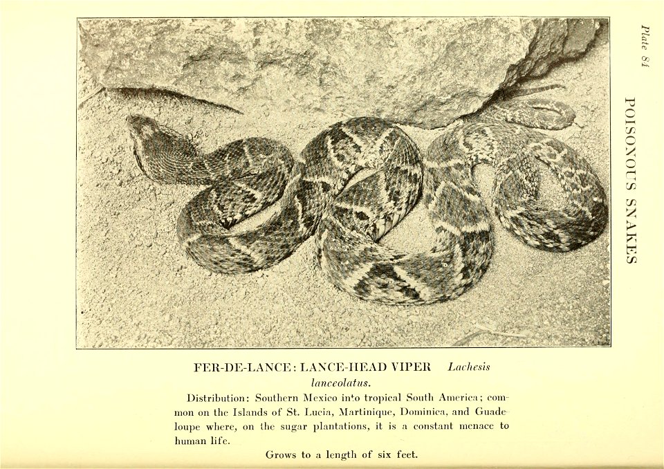 Reptiles of the world : tortoises and turtles, crocodilians, lizards and snakes of the eastern and western hemispheres / by Raymond L. Ditmars.