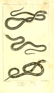 English:  
1. The Parrot snake (Leptophis ahaetulla)
2. The Striped sand snake (Psammophis sibilans)

3. The Martinican pit viper (Bothrops lanceolatus)Français :  
1. Le Boig