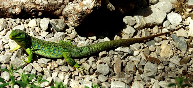 Timon lepidus (Perleidechse), Taken at the zoo Insbruck