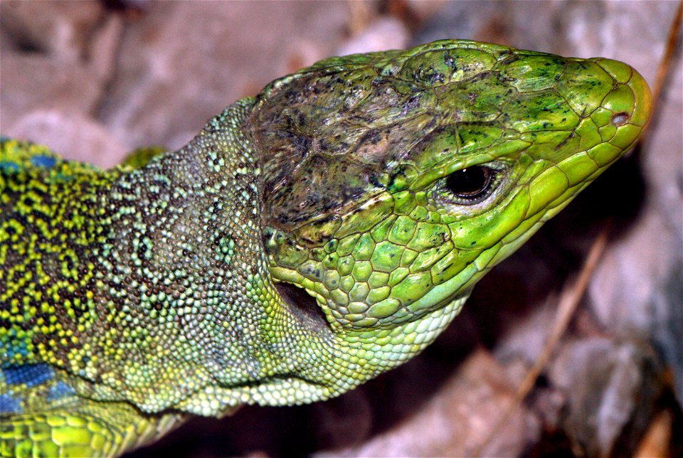 Head of Timon lepidus (Perleidechse)