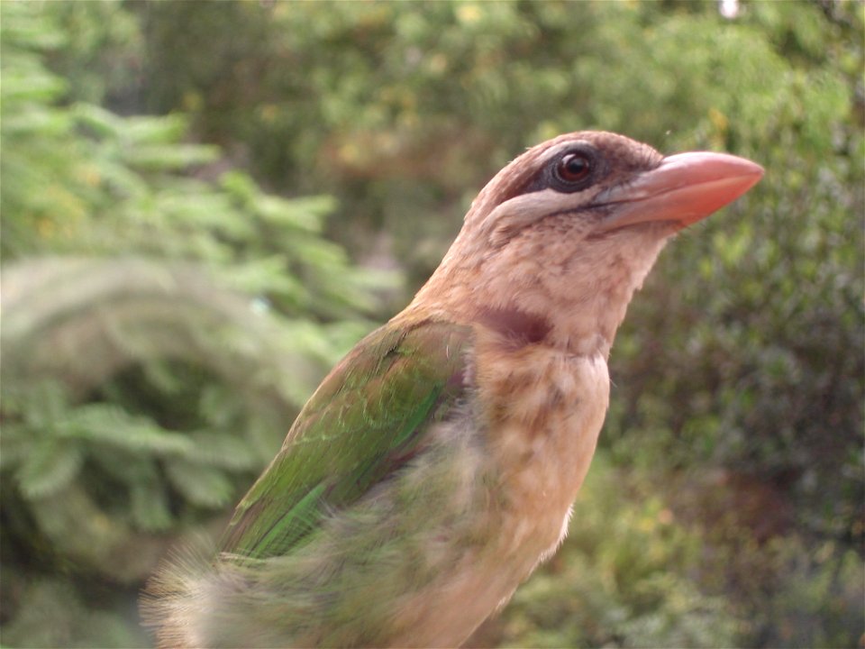 White-cheeked Barbet (also known as Small Green Barbet) at Infosys, Bangalore, India.