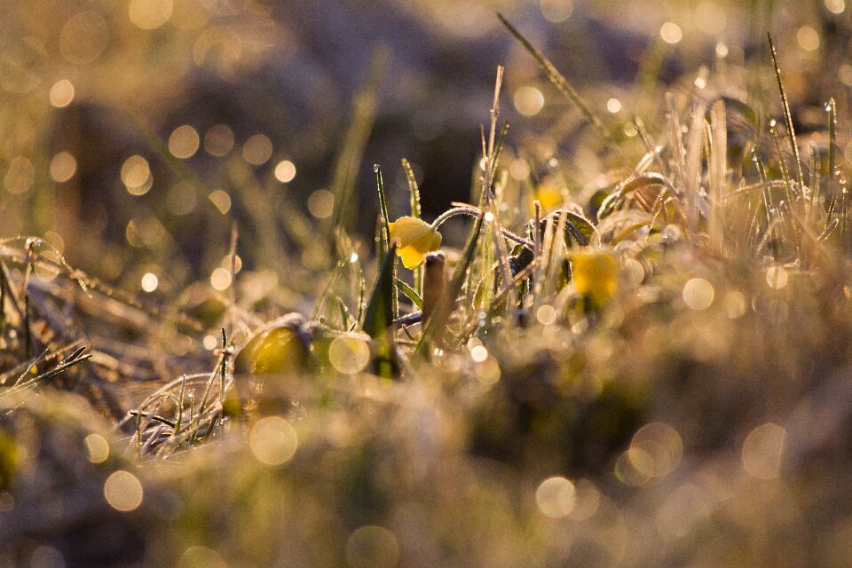Watterdrops sunrise morning