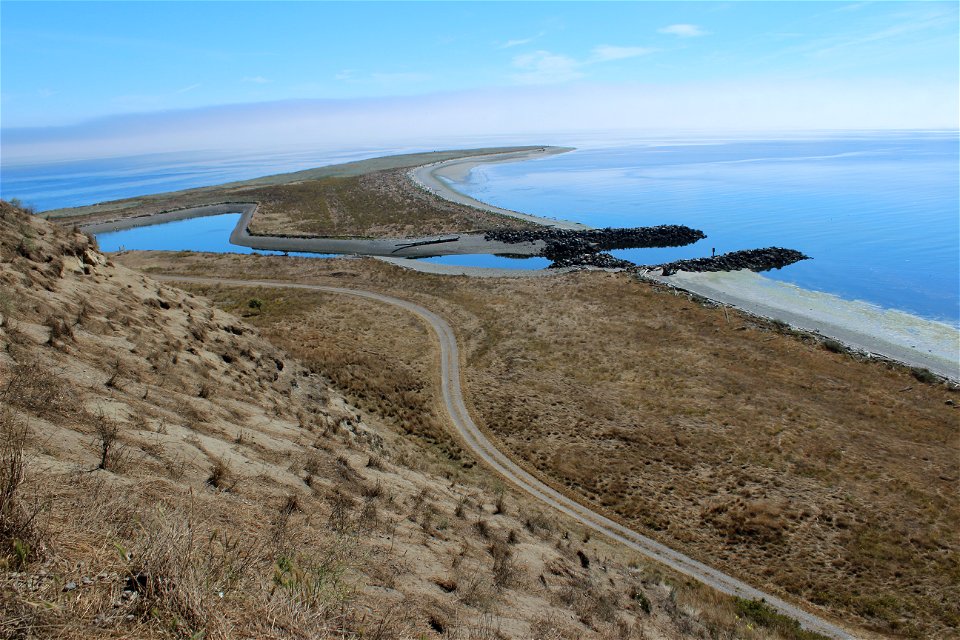 Rhinoceros auklets like to nest about 3 feet apart but sometimes have burrows more densely packed together.  Look at the view! Photo credit: Roberta Swift/ USFWS