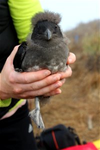 Rhinoceros auklets can walk as soon as they are hatched, are fed nightly by both parents and develop contour feathers within 4 weeks of hatching. It's quite a look. Photo credit: Roberta Swift/ USFW photo