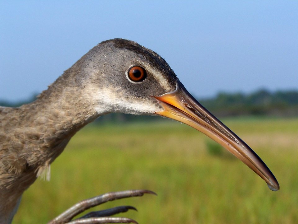 Clapper rail at Prime Hook National Wildlife Refuge. Credit: USFWS