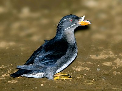 ウトウ　北海道天売島