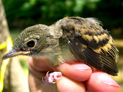 Photo by Dan Shustack/OBCP

Acadian Flycatchers are a sensitive species that breed in streamside and moist hardwood forests in Ohio.  Research supported by the Ohio Biodiversity Conservation Partnersh