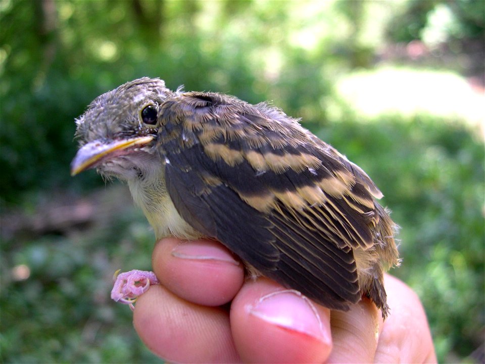 Photo by Dan Shustack/OBCP

Acadian Flycatchers are a sensitive species that breed in streamside and moist hardwood forests in Ohio.  Research supported by the Ohio Biodiversity Conservation Partnersh
