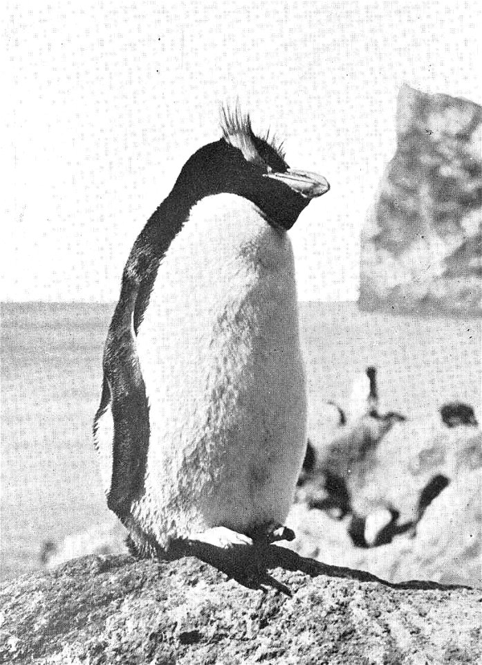 Big-Crested Penguin (Catarrhactes sclateri) enjoying the sunshine, Antipodes Island
Subject: Penguins, Catarrhactes
Tag: Water Birds