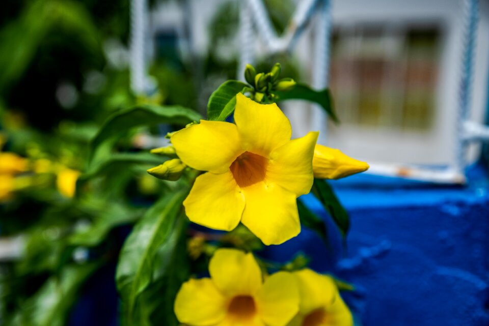 Exotic flower pretty flower beautiful flower