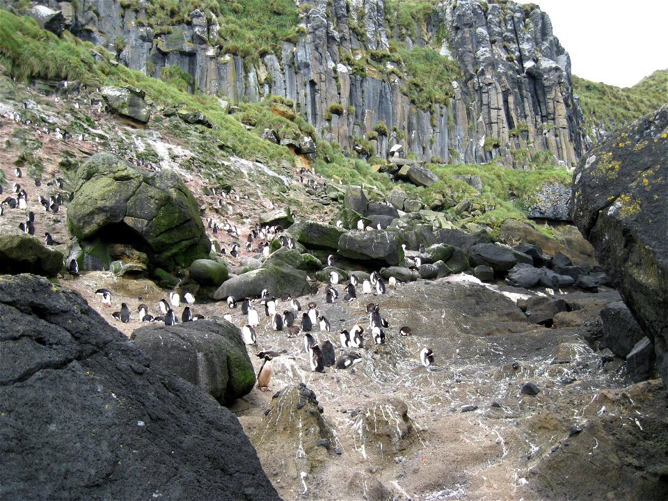 Penguin (Eudyptes sclateri) colony, Anchorage Bay, Antipodes Island, New Zealand