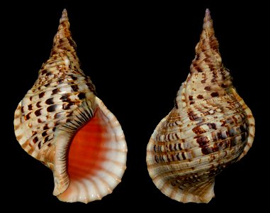 Charonia tritonis Linnaeus, 1758, Bohol Philippines. Heavier form.