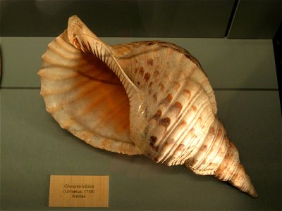 A photograph of a shell (Charonia tritonis) located in Madrid's National Museum of Natural History [1].
