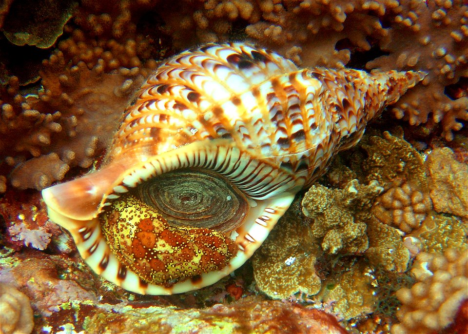 Charonia tritonis in Guam, Mariana Islands. There is also sea cucumber.