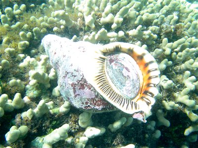 Pacific triton trumpet shell (Charonia tritonis) with living gastropod inside. Northwest Hawaiian Islands. photo