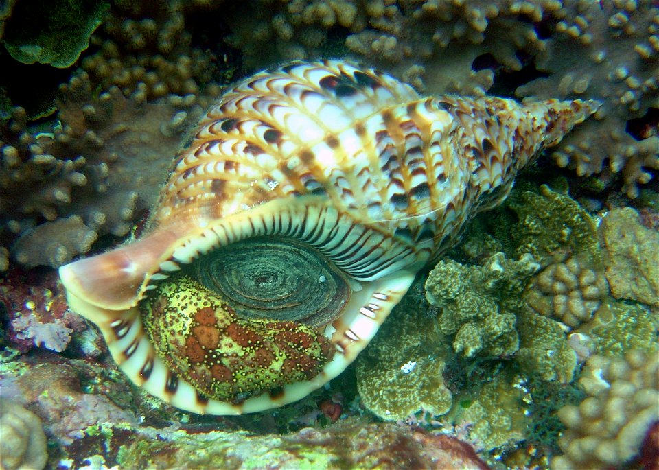 Triton shell (Charonia tritonis). The green and brown animal on the lip of the triton is a sea cucumber. Mariana Islands, Guam.