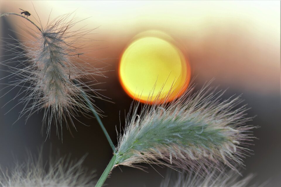 Plant nature meadow