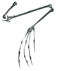 Leg bones of Hydrophasianus chirurgus (female from Luzon) - the patella is small