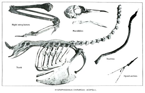Skeleton of Hydrophasianus chirurgus (female from Luzon)
