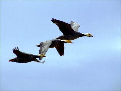 Three Emperor Geese flying at Yukon Delta National Wildlife Refuge, Alaska, USA. photo